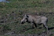DPPhotography - Namibia - Warthog - B