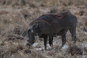 DPPhotography - Namibia - Warthog - C