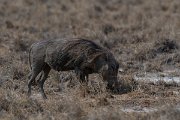 DPPhotography - Namibia - Warthog - D