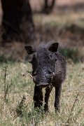 DPPhotography - Namibia - Warthog - E