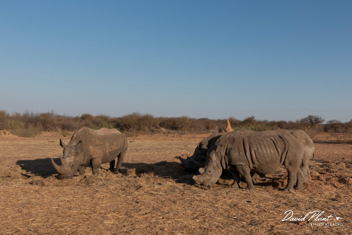 DPPhotography - Namibia - White rhinoceras - C.jpg - White rhinoceras - Waterberg