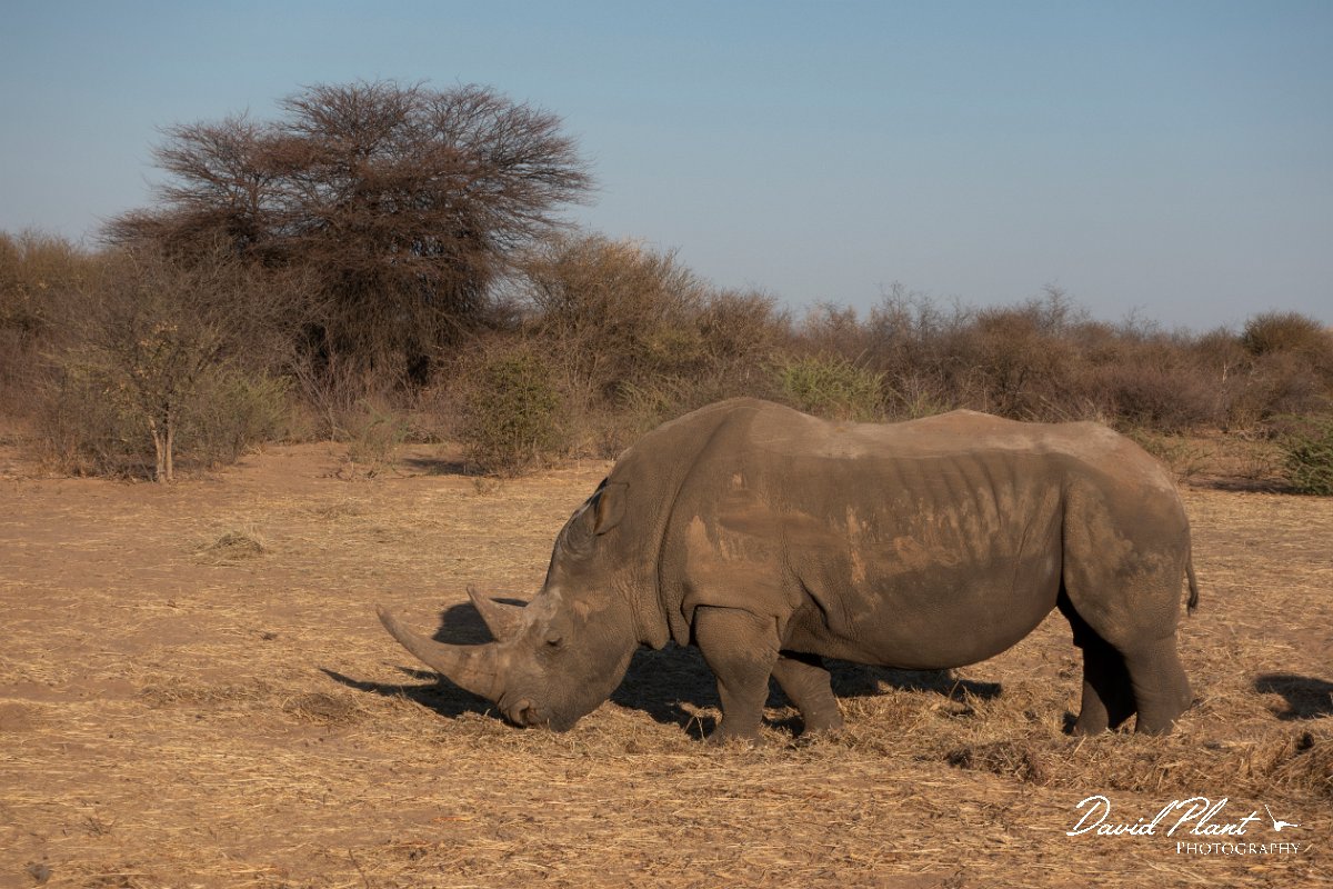 DPPhotography - Namibia - White rhinoceras - D.jpg - White rhinoceras male - Waterberg