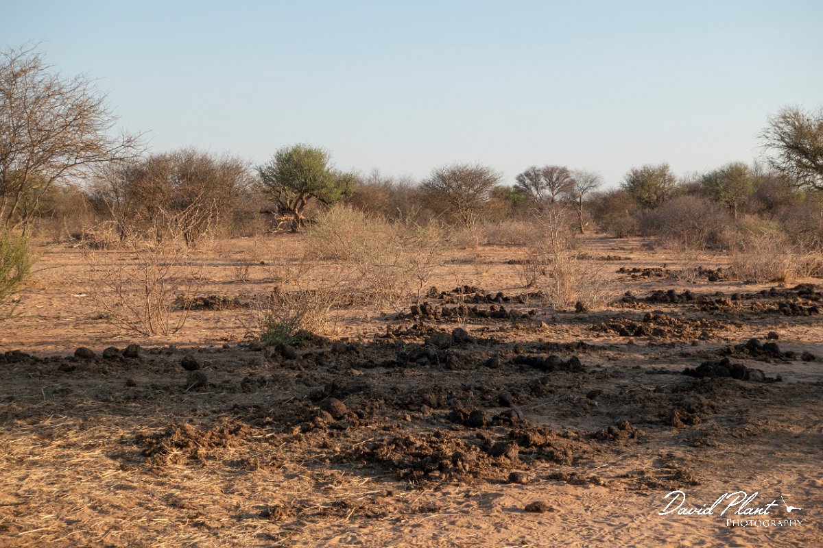 DPPhotography - Namibia - White rhinoceras - E.jpg - White rhinoceras large midden - Waterberg