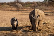 DPPhotography - Namibia - White rhinoceras - A