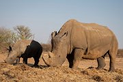DPPhotography - Namibia - White rhinoceras - B
