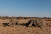 DPPhotography - Namibia - White rhinoceras - C