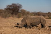 DPPhotography - Namibia - White rhinoceras - D