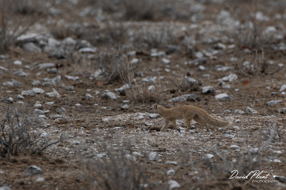 DPPhotography - Namibia - Yellow mongoose - A.jpg - Yellow mongoose - Etosha National Park
