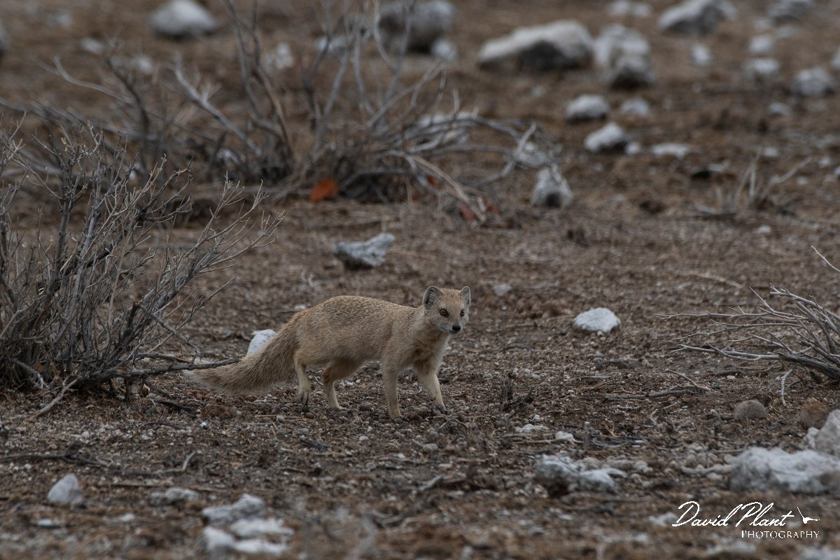 DPPhotography - Namibia - Yellow mongoose - C.jpg - Yellow mongoose - Etosha National Park