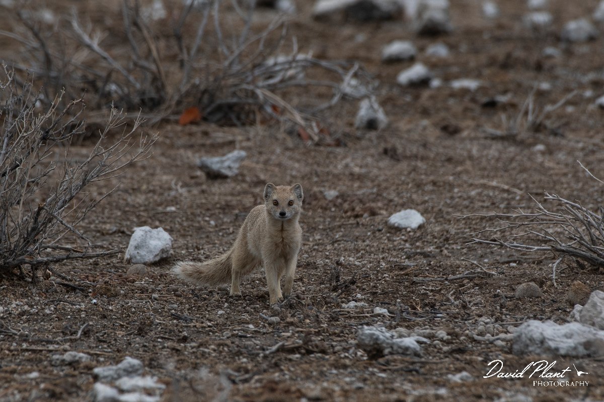 DPPhotography - Namibia - Yellow mongoose - D.jpg - Yellow mongoose - Etosha National Park