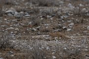 DPPhotography - Namibia - Yellow mongoose - A