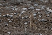 DPPhotography - Namibia - Yellow mongoose - B