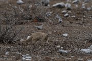 DPPhotography - Namibia - Yellow mongoose - C