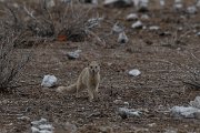 DPPhotography - Namibia - Yellow mongoose - D