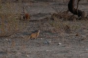 DPPhotography - Namibia - Yellow mongoose - E