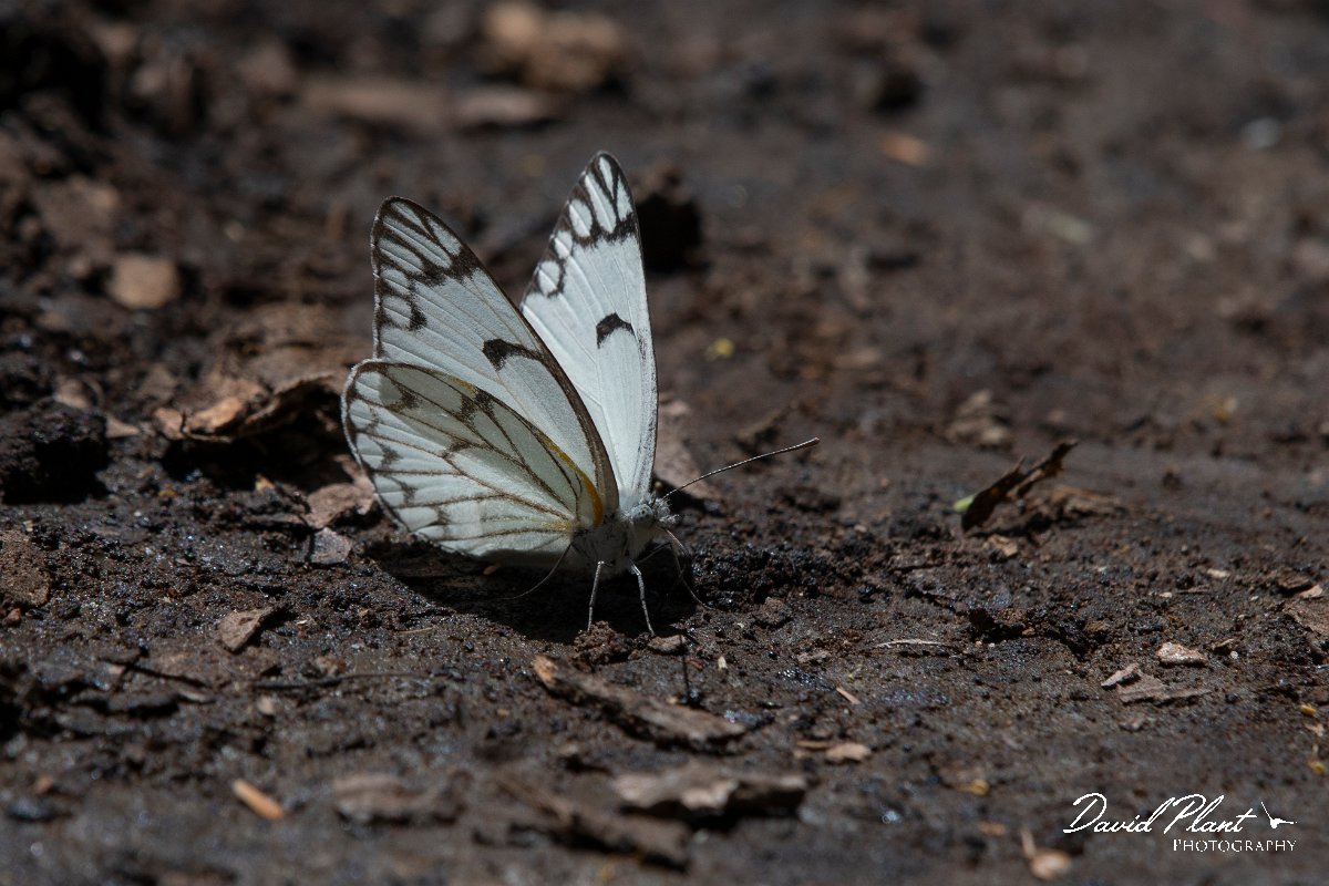 DPPhotography - Namibia - African veined white - Belenois gidica - A.jpg - African veined white, Belenois gidica - Waterberg