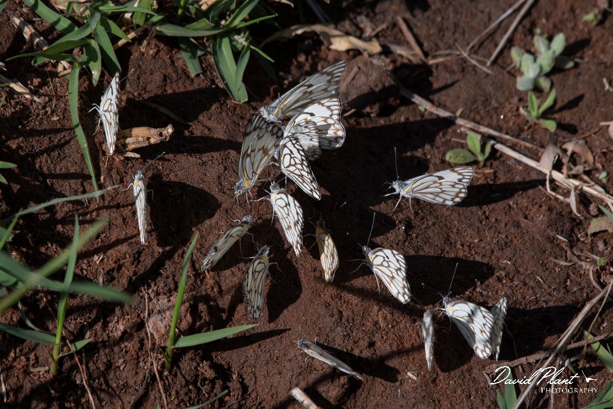 DPPhotography - Namibia - African veined white - Belenois gidica - B.jpg - African veined white, Belenois gidica - Waterberg
