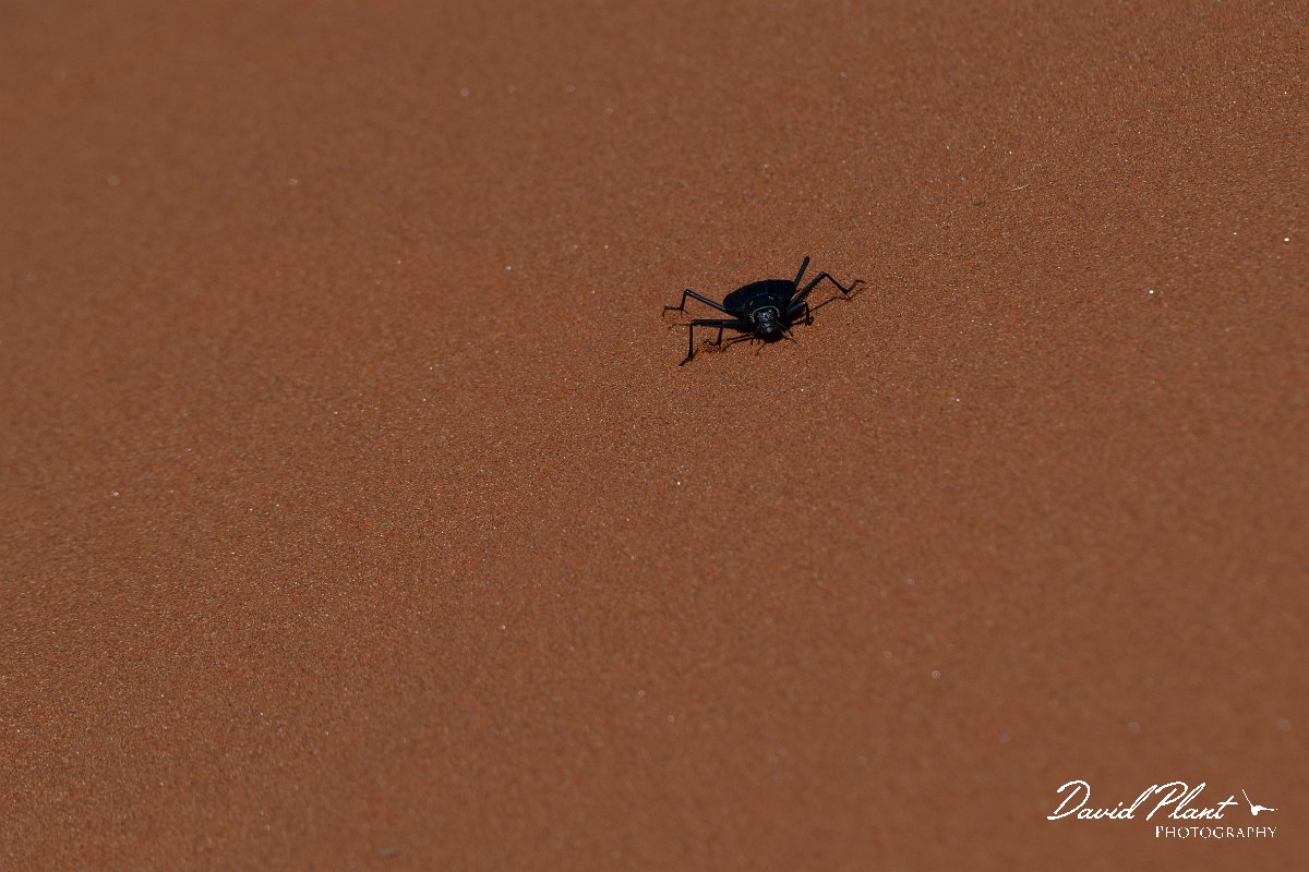 DPPhotography - Namibia - Darkling beetle - Onymacris plana - A.jpg - Darkling beetle, Onymacris plana - Namib-Naukluft National Park