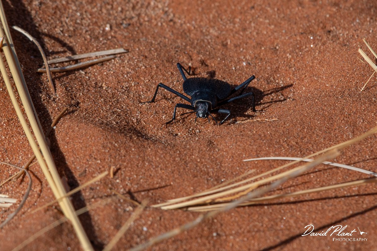 DPPhotography - Namibia - Darkling beetle - Onymacris plana - B.jpg - Darkling beetle, Onymacris plana - Namib-Naukluft National Park