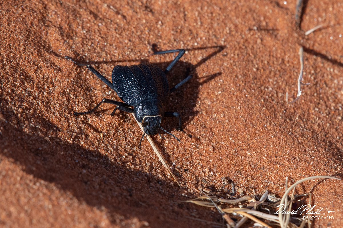 DPPhotography - Namibia - Darkling beetle - Onymacris plana - C.jpg - Darkling beetle, Onymacris plana - Namib-Naukluft National Park