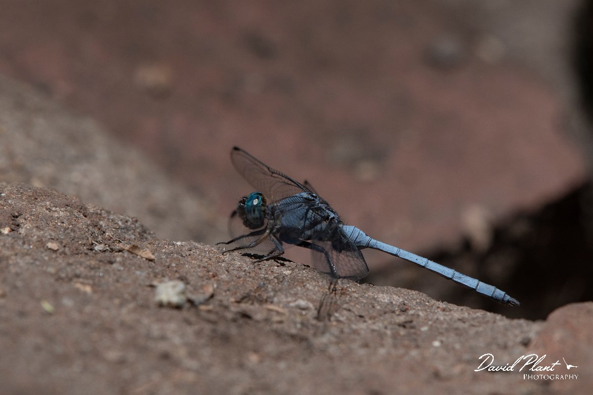 DPPhotography - Namibia - Julia skimmer - Orthetrum julia - A.jpg
