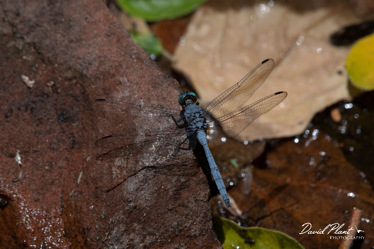 DPPhotography - Namibia - Julia skimmer - Orthetrum julia - B.jpg
