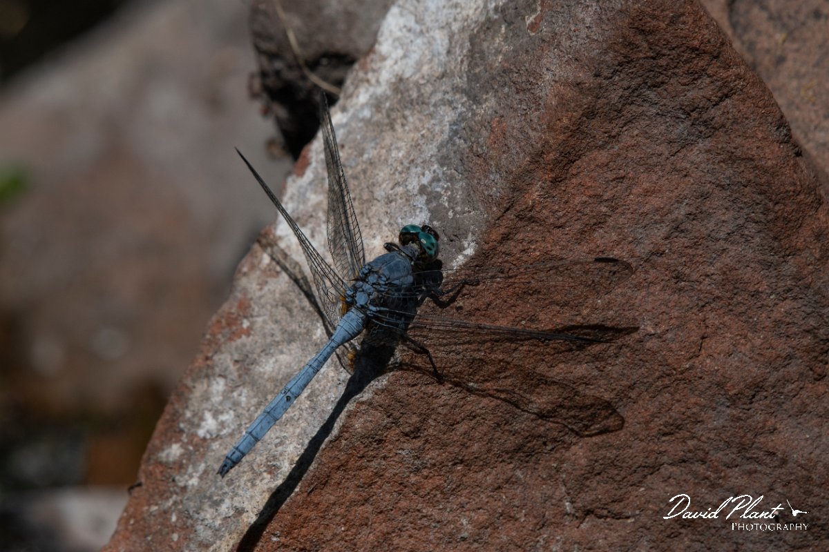 DPPhotography - Namibia - Julia skimmer - Orthetrum julia - C.jpg
