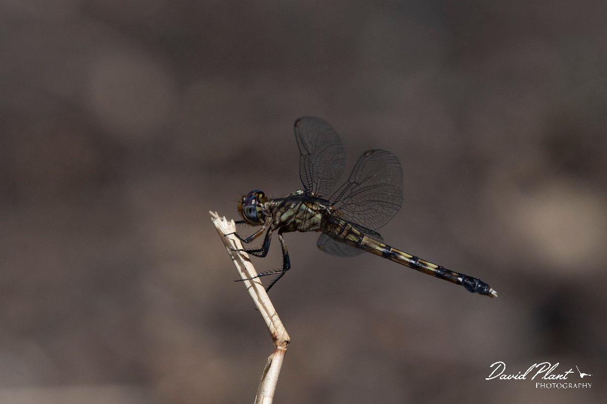 DPPhotography - Namibia - Julia skimmer - Orthetrum julia - D.jpg