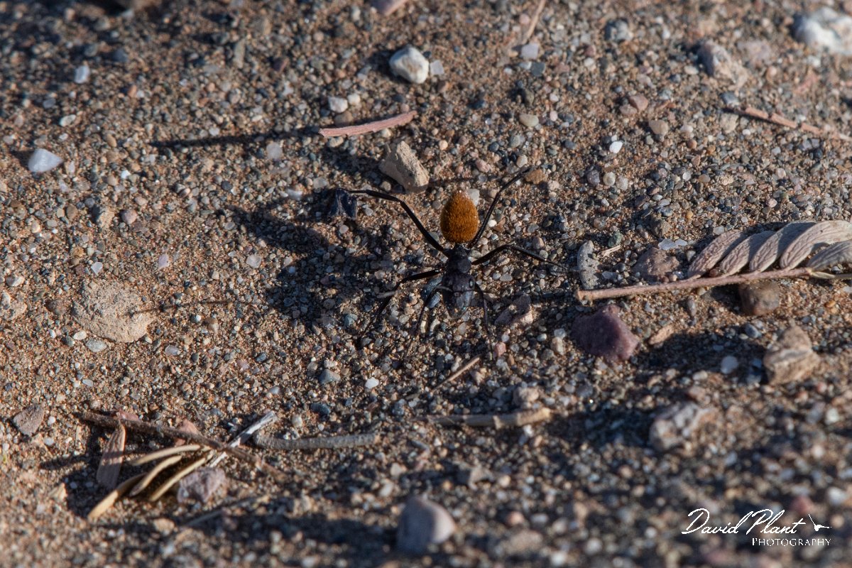 DPPhotography - Namibia - Karoo balbyter sugar ant - Camponotus fulvopilosus - A.jpg - Karoo balbyter sugar ant, Camponotus fluvopilosus - Namib-Naukluft National Park