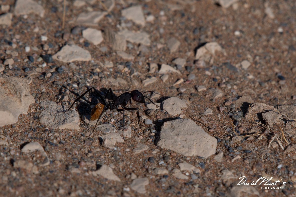 DPPhotography - Namibia - Karoo balbyter sugar ant - Camponotus fulvopilosus - B.jpg - Karoo balbyter sugar ant, Camponotus fluvopilosus - Namib-Naukluft National Park