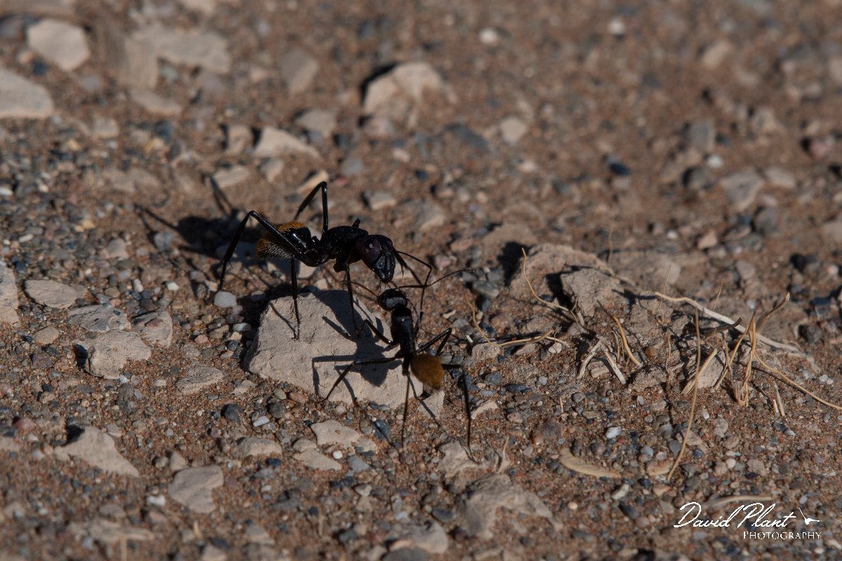 DPPhotography - Namibia - Karoo balbyter sugar ant - Camponotus fulvopilosus - C.jpg - Karoo balbyter sugar ant, Camponotus fluvopilosus - Namib-Naukluft National Park