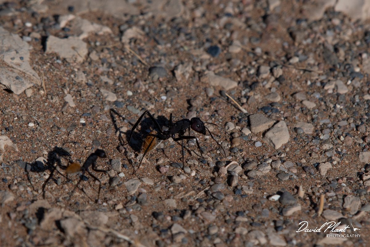 DPPhotography - Namibia - Karoo balbyter sugar ant - Camponotus fulvopilosus - D.jpg - Karoo balbyter sugar ant, Camponotus fluvopilosus - Namib-Naukluft National Park
