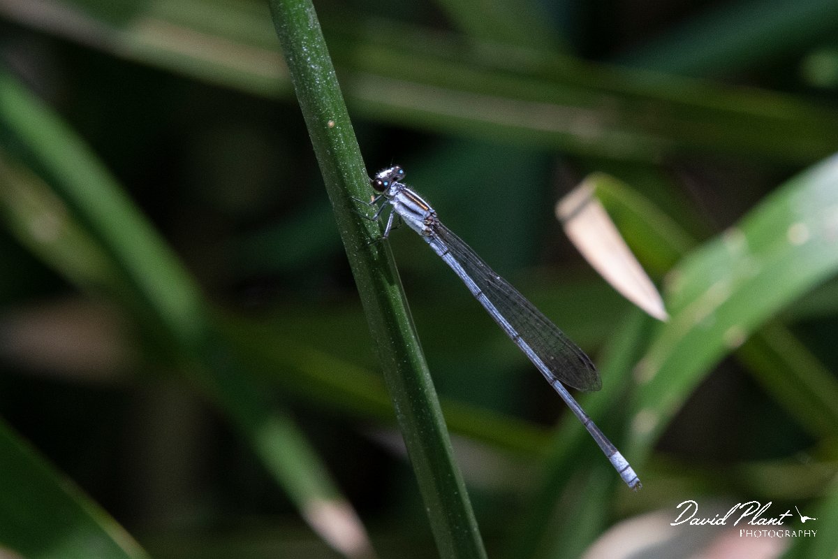 DPPhotography - Namibia - Kersten’s Sprite - Pseudagrion kersteni - A.jpg - Kersten's sprite, Pseudagrion kersteni - Waterberg