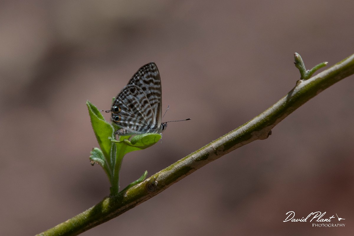 DPPhotography - Namibia - Lang's short-tailed blue - Leptotes pirithous - A.jpg - Lang's short-tailed blue, Leptotes pirithous - Waterberg