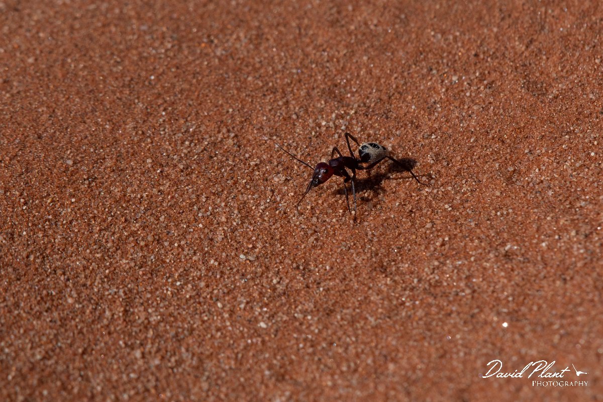 DPPhotography - Namibia - Namib Desert dune ant - Camponotus detritus - A.jpg - Namib Desert dune ant, Camponotus detritus - Namib-Naukluft National Park