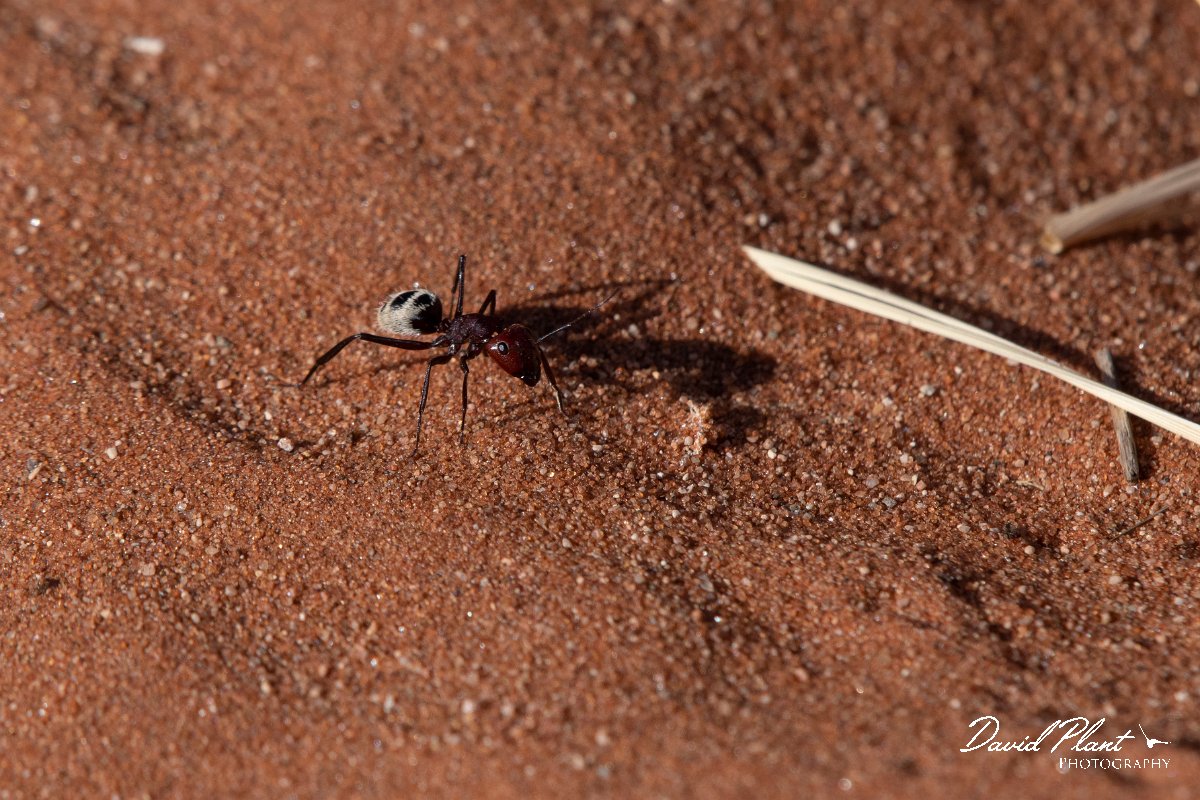 DPPhotography - Namibia - Namib Desert dune ant - Camponotus detritus - B.jpg - Namib Desert dune ant, Camponotus detritus - Namib-Naukluft National Park