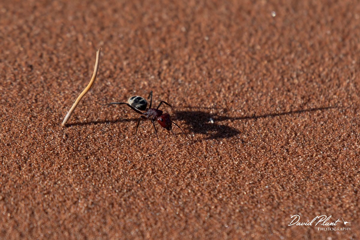 DPPhotography - Namibia - Namib Desert dune ant - Camponotus detritus - C.jpg - Namib Desert dune ant, Camponotus detritus - Namib-Naukluft National Park