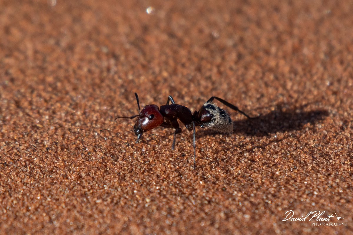 DPPhotography - Namibia - Namib Desert dune ant - Camponotus detritus - D.jpg - Namib Desert dune ant, Camponotus detritus - Namib-Naukluft National Park