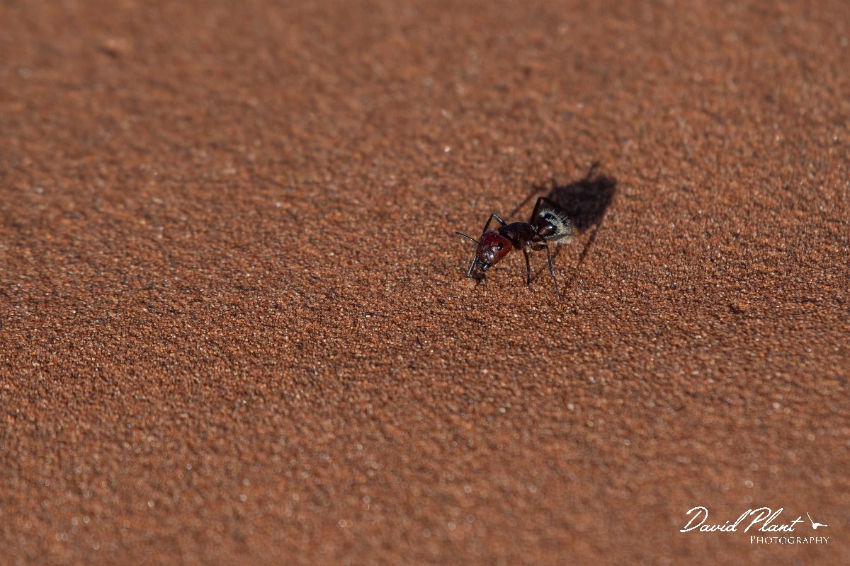 DPPhotography - Namibia - Namib Desert dune ant - Camponotus detritus - E.jpg - Namib Desert dune ant, Camponotus detritus - Namib-Naukluft National Park
