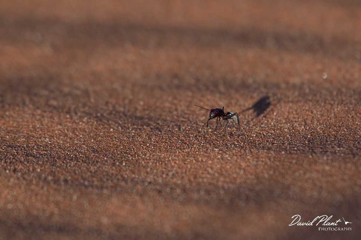 DPPhotography - Namibia - Namib Desert dune ant - Camponotus detritus - F.jpg - Namib Desert dune ant, Camponotus detritus - Namib-Naukluft National Park