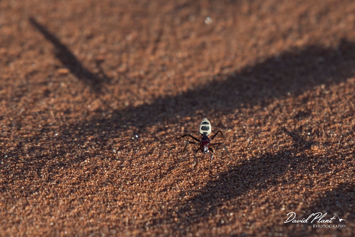 DPPhotography - Namibia - Namib Desert dune ant - Camponotus detritus - G.jpg - Namib Desert dune ant, Camponotus detritus - Namib-Naukluft National Park