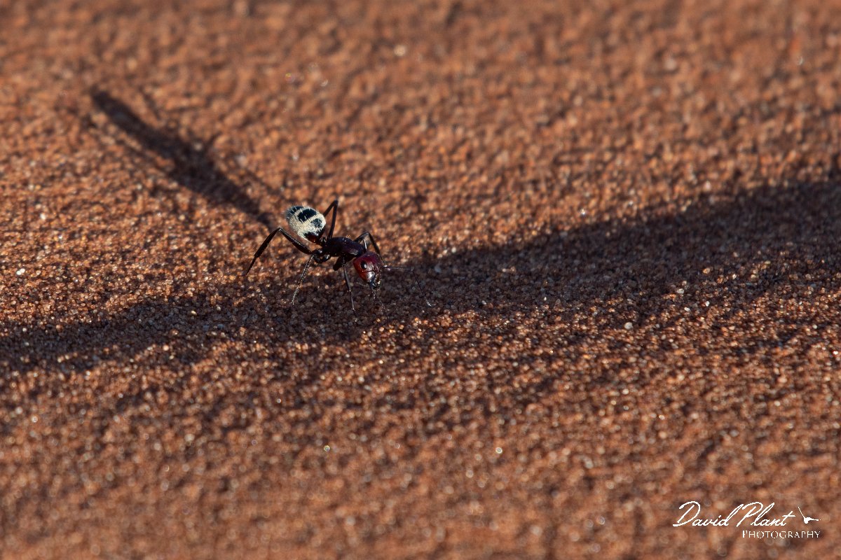 DPPhotography - Namibia - Namib Desert dune ant - Camponotus detritus - H.jpg - Namib Desert dune ant, Camponotus detritus - Namib-Naukluft National Park