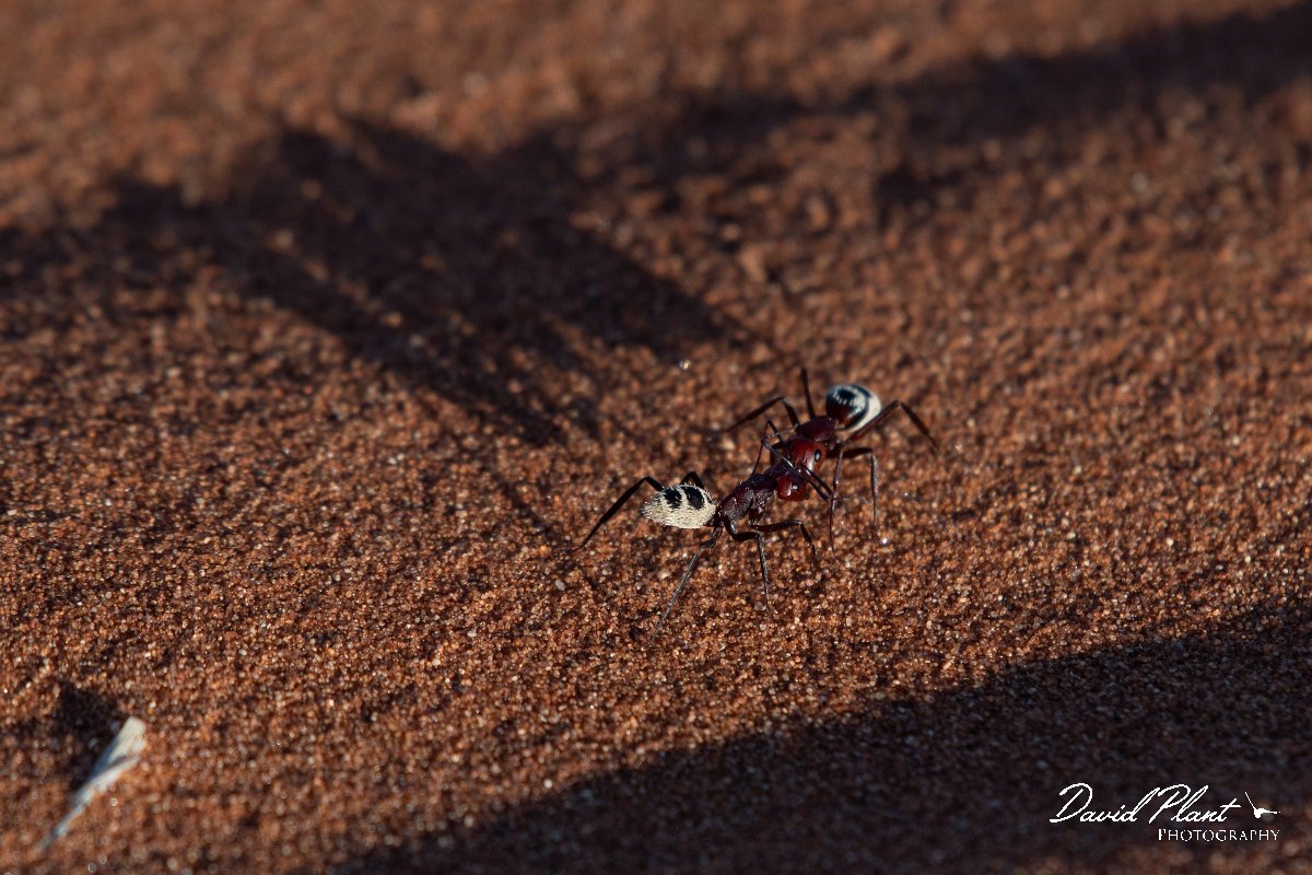 DPPhotography - Namibia - Namib Desert dune ant - Camponotus detritus - I.jpg - Namib Desert dune ant, Camponotus detritus - Namib-Naukluft National Park