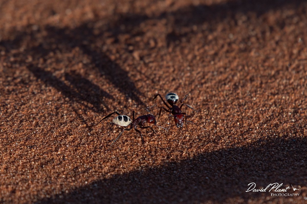 DPPhotography - Namibia - Namib Desert dune ant - Camponotus detritus - J.jpg - Namib Desert dune ant, Camponotus detritus - Namib-Naukluft National Park
