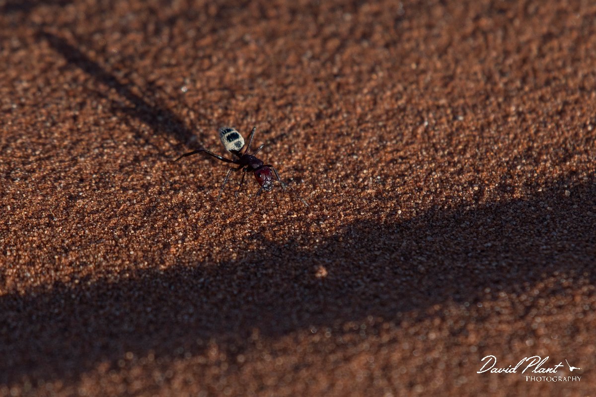DPPhotography - Namibia - Namib Desert dune ant - Camponotus detritus - K.jpg - Namib Desert dune ant, Camponotus detritus - Namib-Naukluft National Park