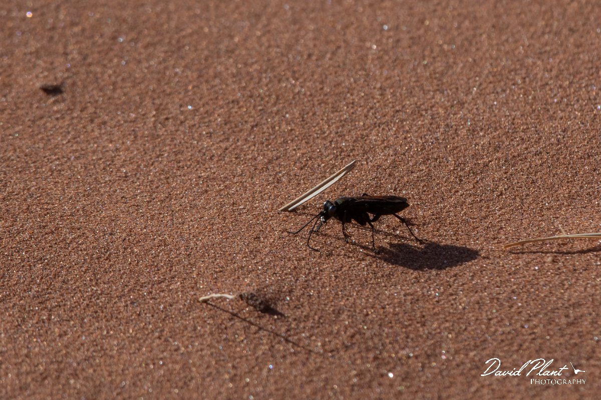 DPPhotography - Namibia - Spider hunting wasp - Pompilid Wasp - A.jpg - Spider hunting Pompilid wasp - Namib-Naukluft National Park