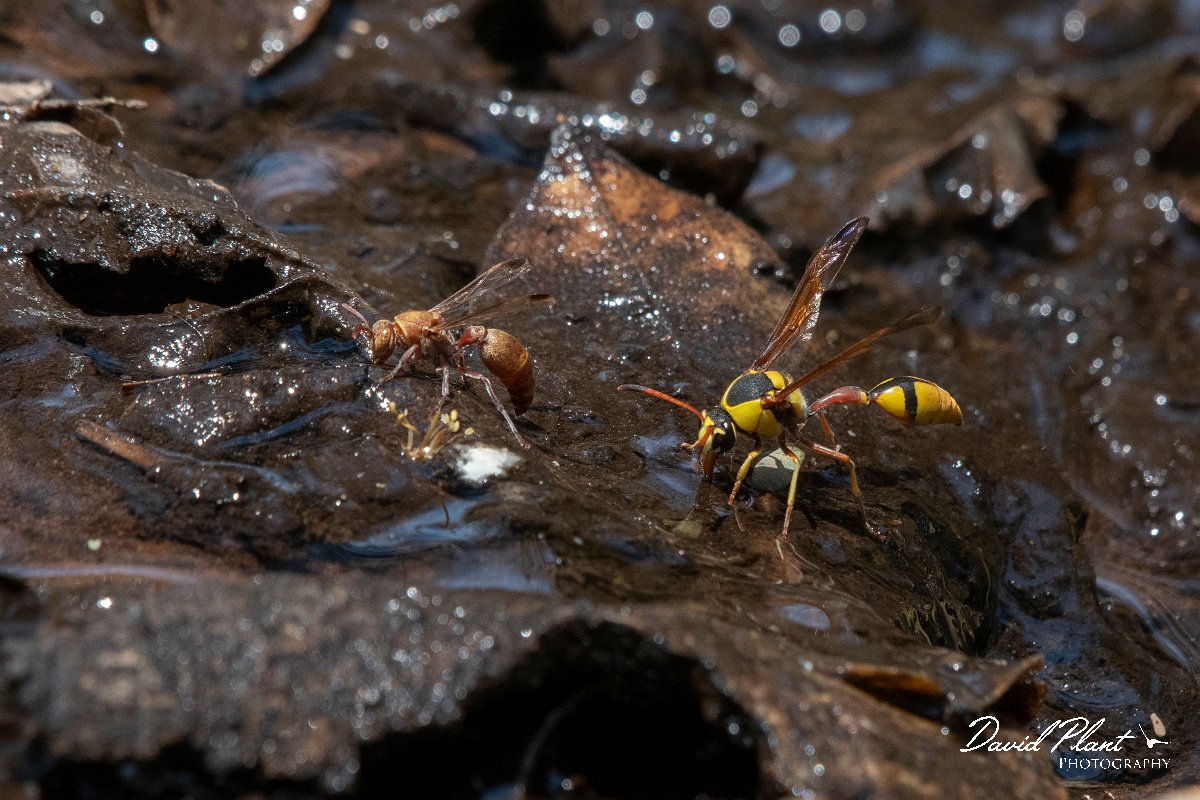DPPhotography - Namibia - Wasp - Delta species - A.jpg - Ropalidia and Delta wasps - Waterberg