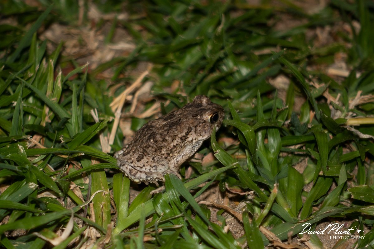 _DSC1836.jpg - Guttural toad, Sclerophrys gutturalis - Popa Falls