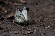 DPPhotography - Namibia - African veined white - Belenois gidica - A