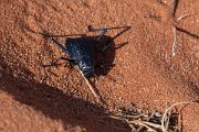 DPPhotography - Namibia - Darkling beetle - Onymacris plana - C